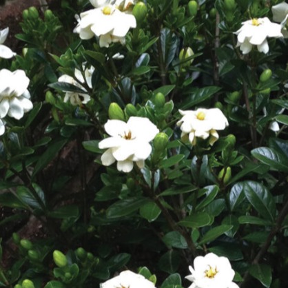 gardenia.eth Ethereum Name Service (ENS and .eth domain) PFP