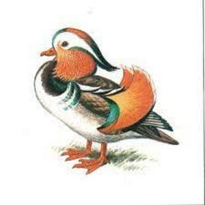 garryogari.linea.eth Linea Name Service (.linea.eth domains) based on ENS PFP