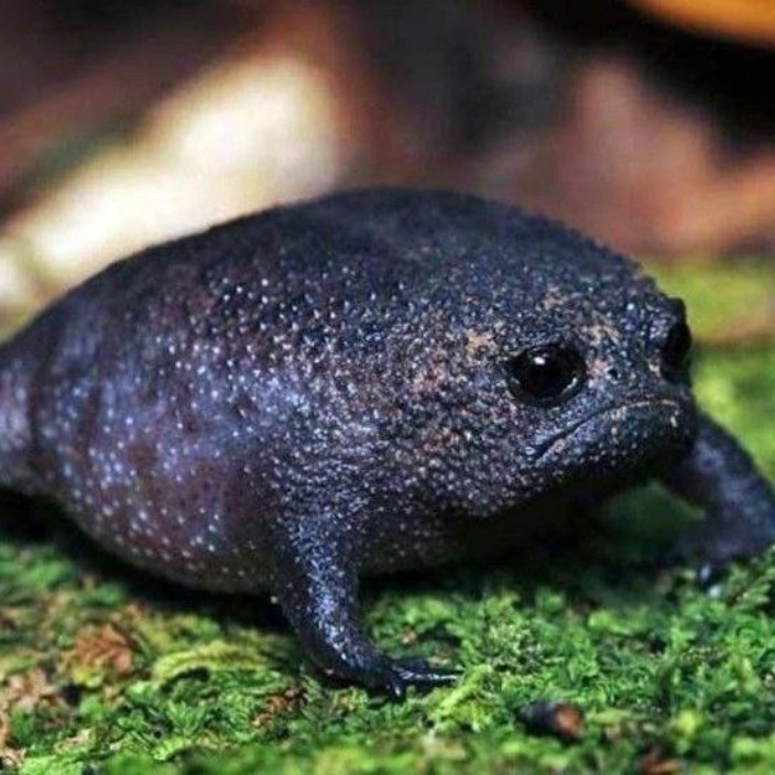 gigfd.eth Ethereum Name Service (ENS and .eth domain) PFP