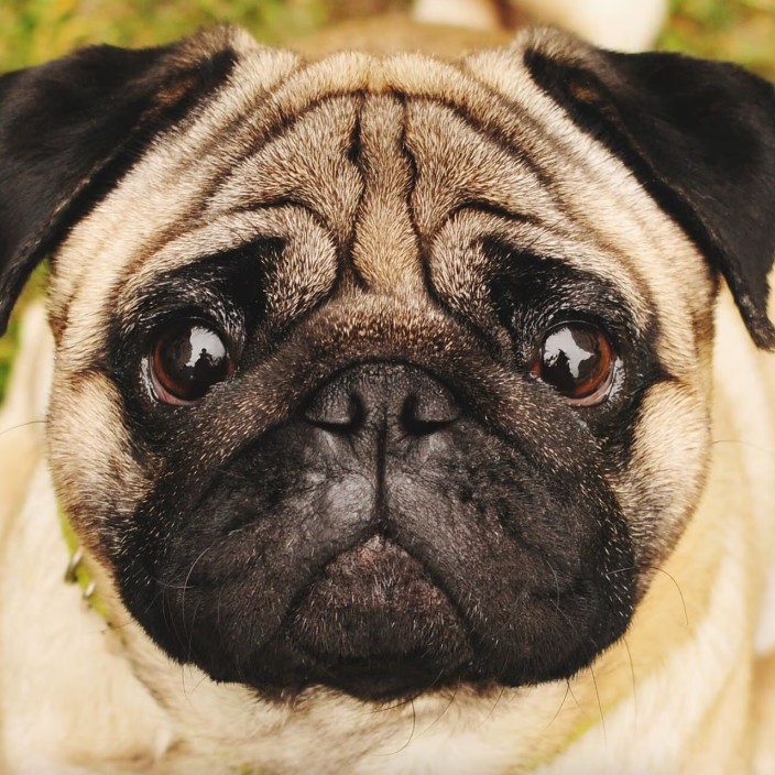 gilla.eth Ethereum Name Service (ENS and .eth domain) PFP