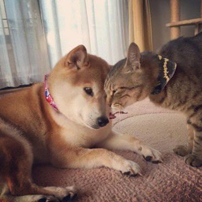 ginnandev.eth Ethereum Name Service (ENS and .eth domain) PFP