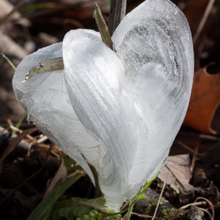 glacialflower.eth Ethereum Name Service (ENS and .eth domain) PFP