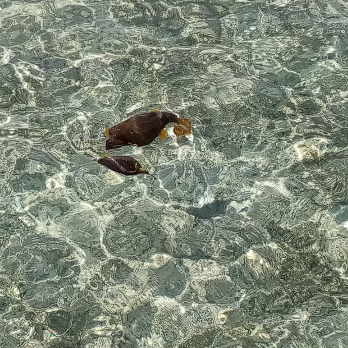 glazkoandrej.eth Ethereum Name Service (ENS and .eth domain) PFP