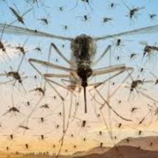 gnats.eth Ethereum Name Service (ENS and .eth domain) PFP