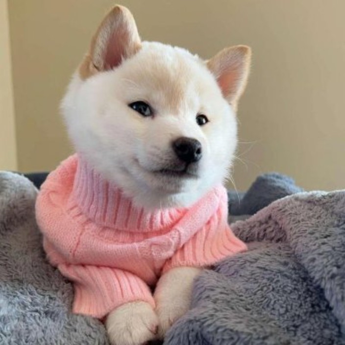 gnocchideployer.eth Ethereum Name Service (ENS and .eth domain) PFP