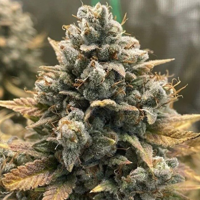 godfatherog.eth Ethereum Name Service (ENS and .eth domain) PFP