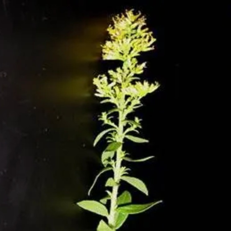 goldenrod.eth Ethereum Name Service (ENS and .eth domain) PFP