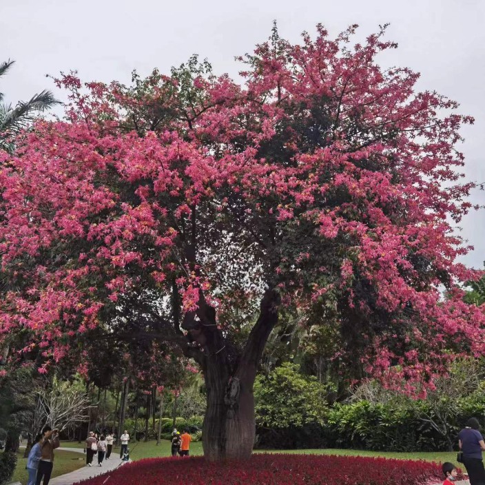 gongzhuxm.eth Ethereum Name Service (ENS and .eth domain) PFP