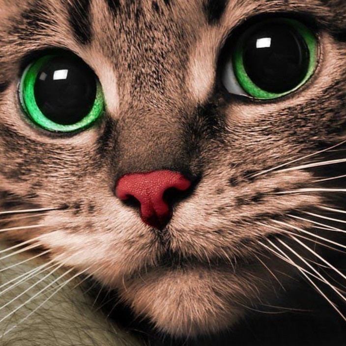 gorbi.eth Ethereum Name Service (ENS and .eth domain) PFP