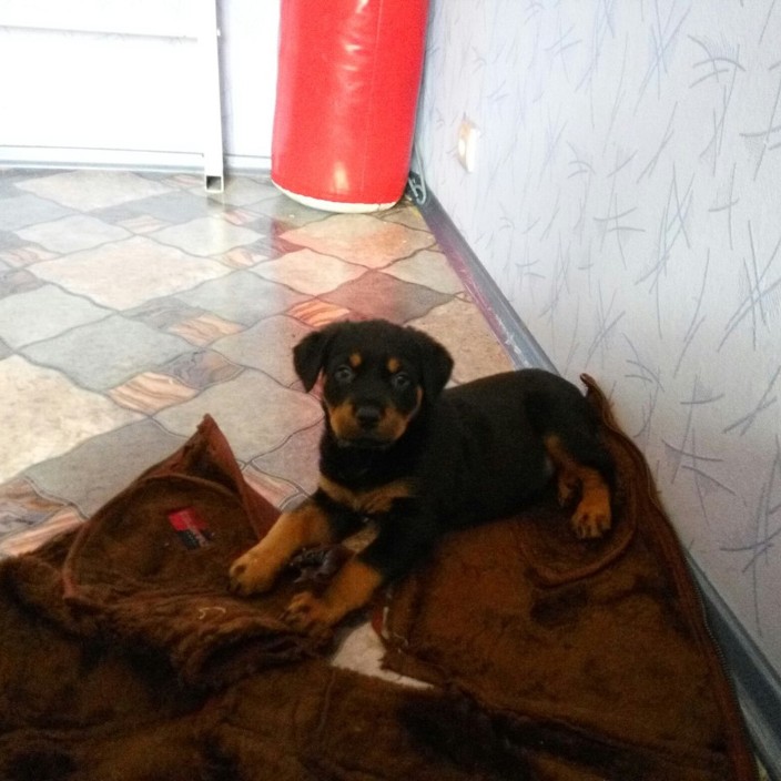 gragonikon.eth Ethereum Name Service (ENS and .eth domain) PFP