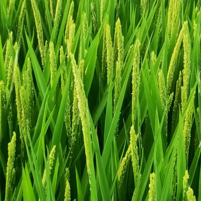 grh679.eth Ethereum Name Service (ENS and .eth domain) PFP