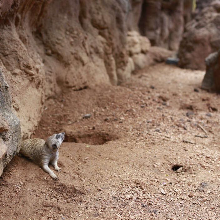 grisedale.eth Ethereum Name Service (ENS and .eth domain) PFP