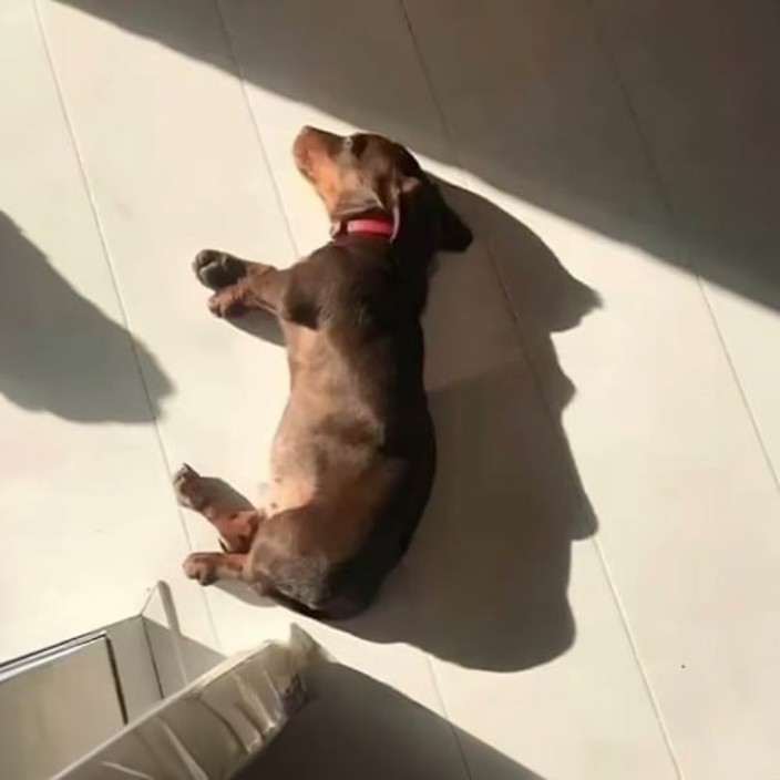 groundhogdog.eth Ethereum Name Service (ENS and .eth domain) PFP