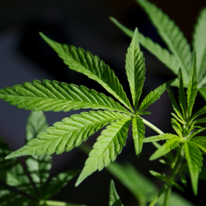 grower.eth Ethereum Name Service (ENS and .eth domain) PFP