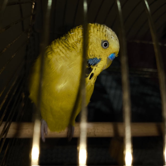 hacifiskeoral.eth Ethereum Name Service (ENS and .eth domain) PFP