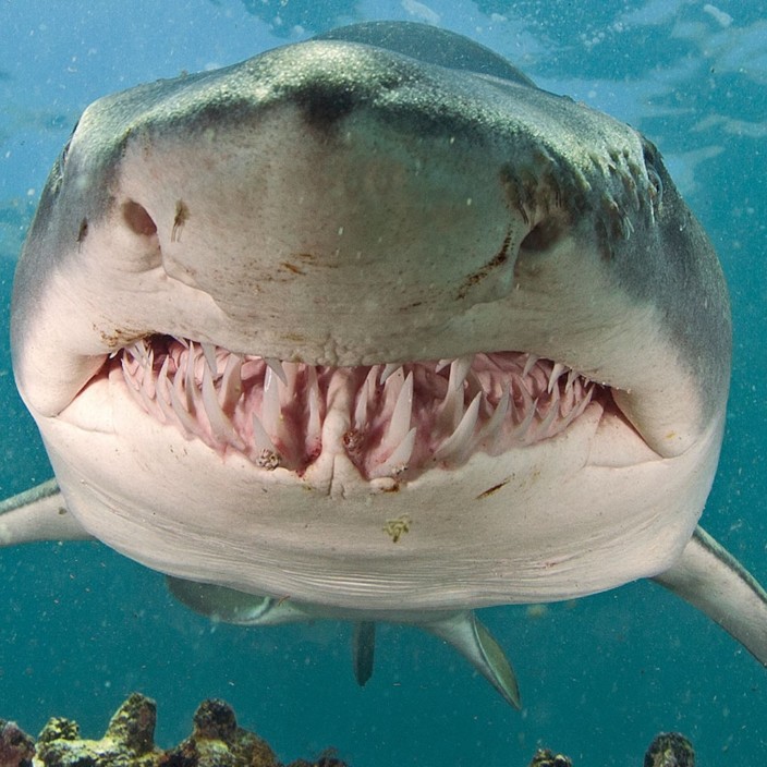 haikala.eth Ethereum Name Service (ENS and .eth domain) PFP