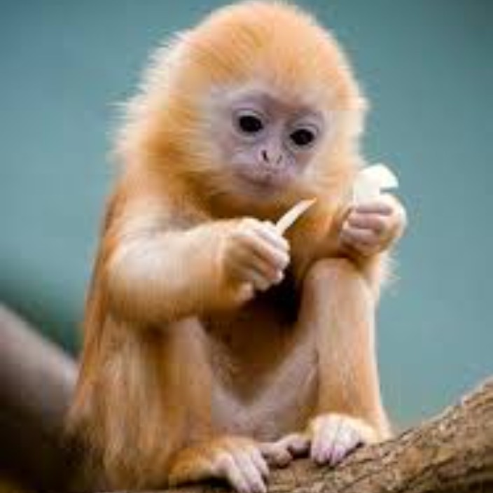 halala1988khazeri.eth Ethereum Name Service (ENS and .eth domain) PFP