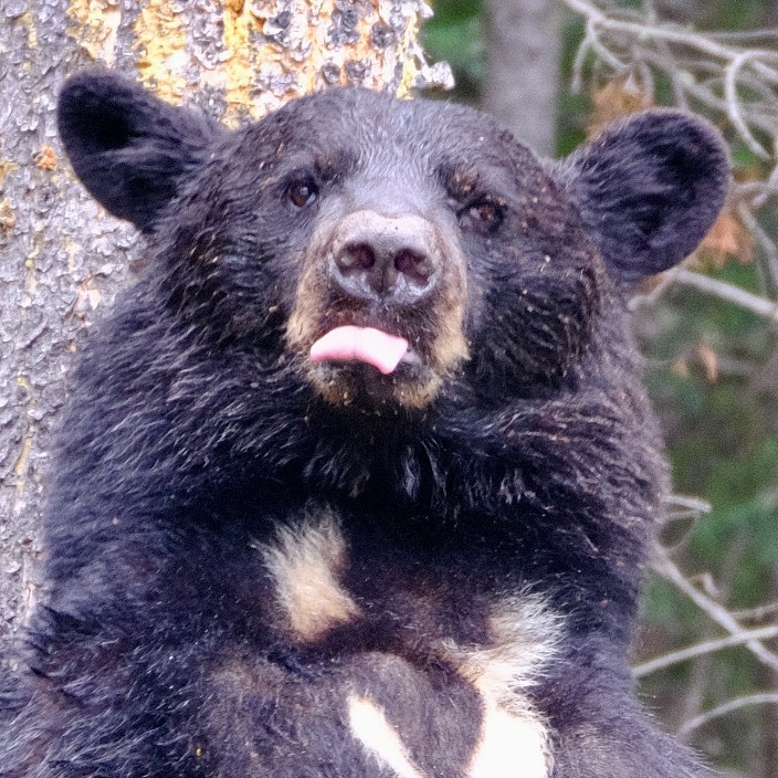 halexandre.eth Ethereum Name Service (ENS and .eth domain) PFP