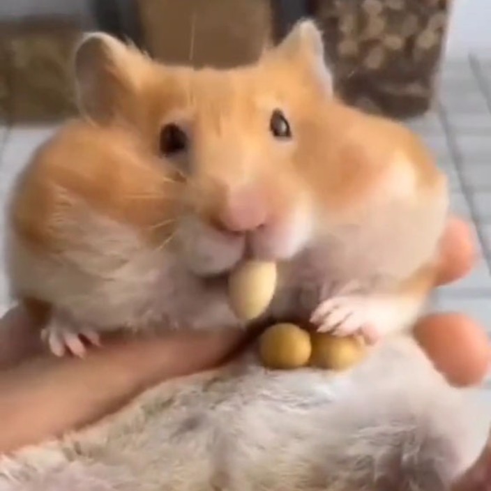 HAMSTER (hamstermeme.eth) Ethereum Name Service (ENS and .eth domain) PFP