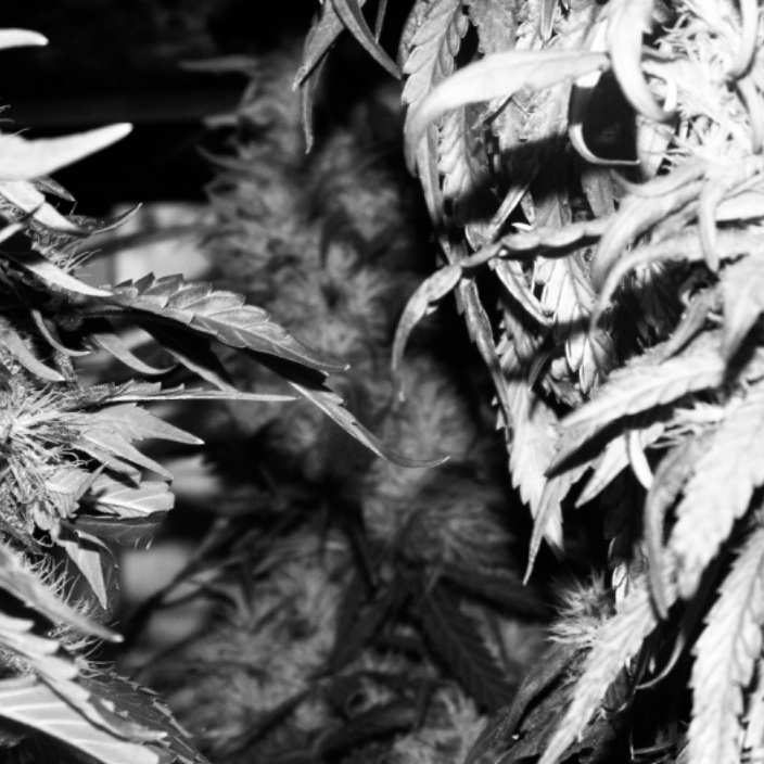 hashbean.eth Ethereum Name Service (ENS and .eth domain) PFP