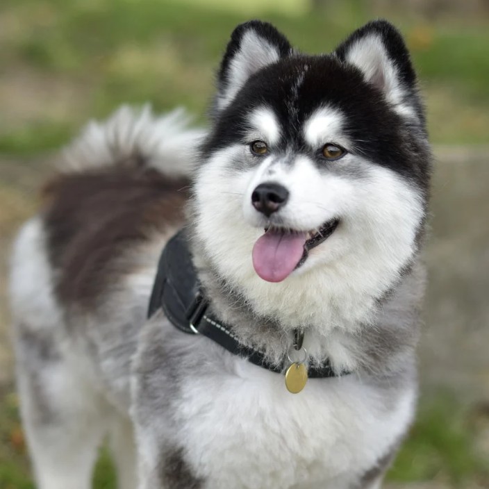 锅巴 (hashiqi.eth) Ethereum Name Service (ENS and .eth domain) PFP