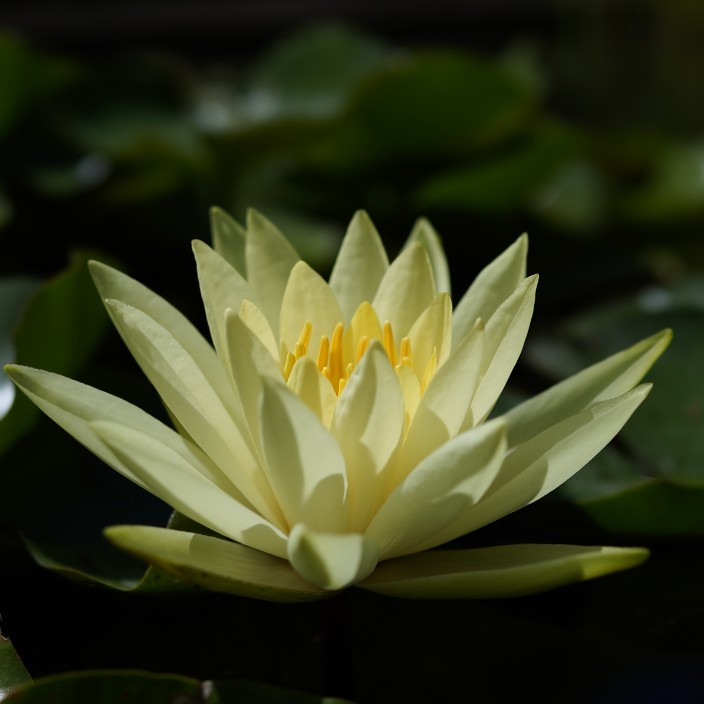 hayabuza.eth Ethereum Name Service (ENS and .eth domain) PFP