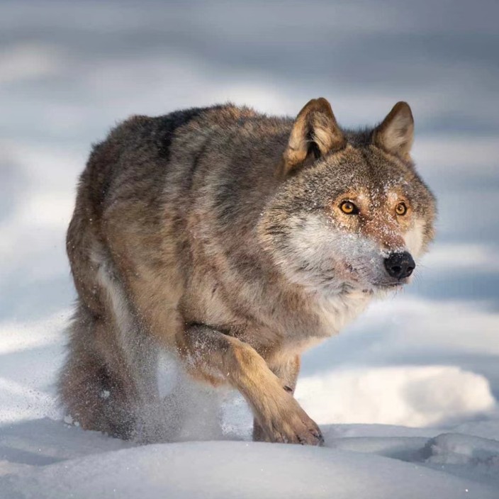 hby88.eth Ethereum Name Service (ENS and .eth domain) PFP