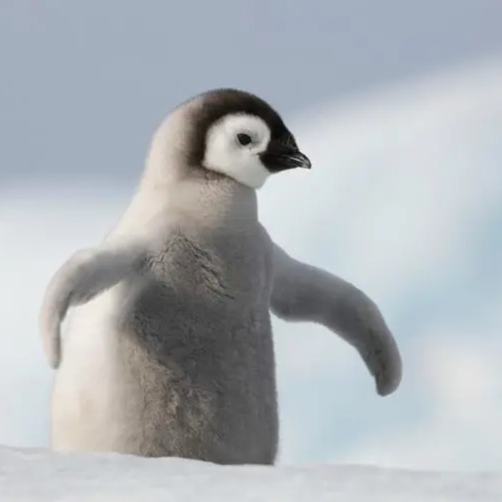 hello500.eth Ethereum Name Service (ENS and .eth domain) PFP