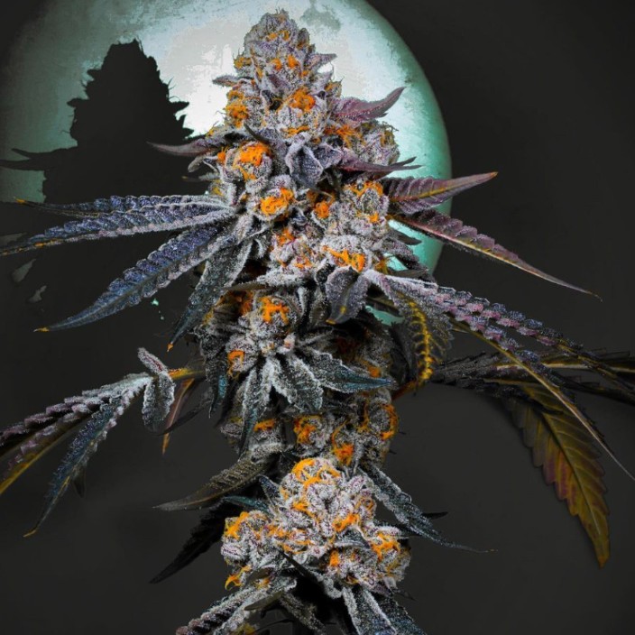 herbandlegend.eth Ethereum Name Service (ENS and .eth domain) PFP