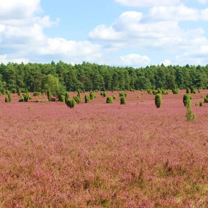 hermannsburg.eth Ethereum Name Service (ENS and .eth domain) PFP