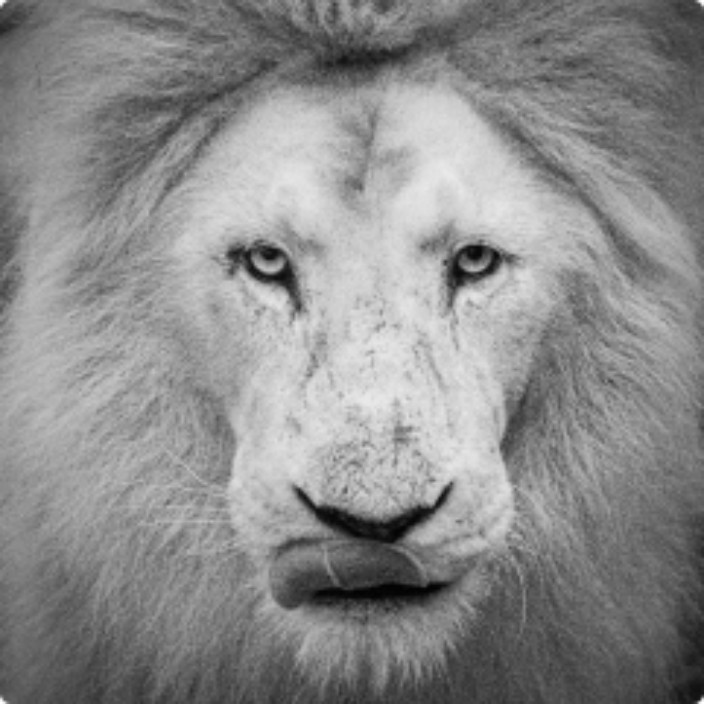 Honest Hustle (honesthustle.eth) Ethereum Name Service (ENS and .eth domain) PFP