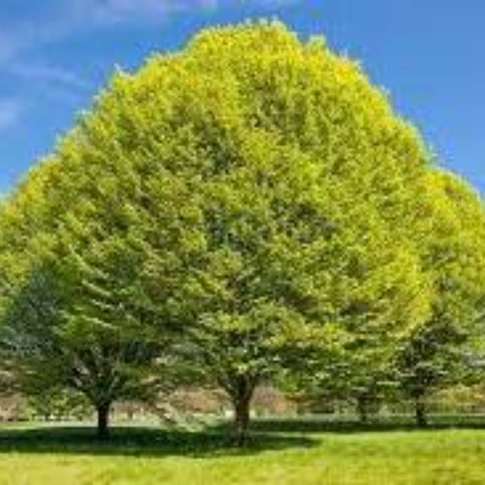 hornbeam.eth Ethereum Name Service (ENS and .eth domain) PFP