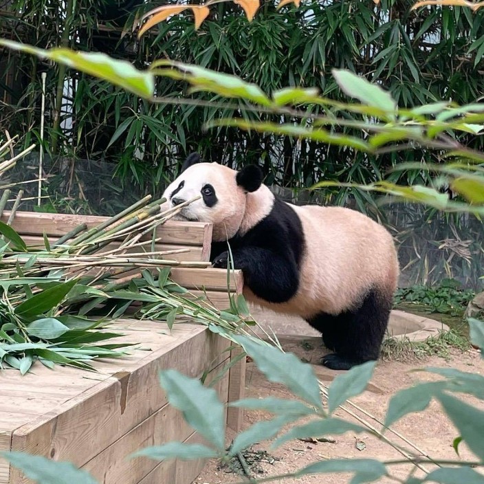 hxt7826.eth Ethereum Name Service (ENS and .eth domain) PFP