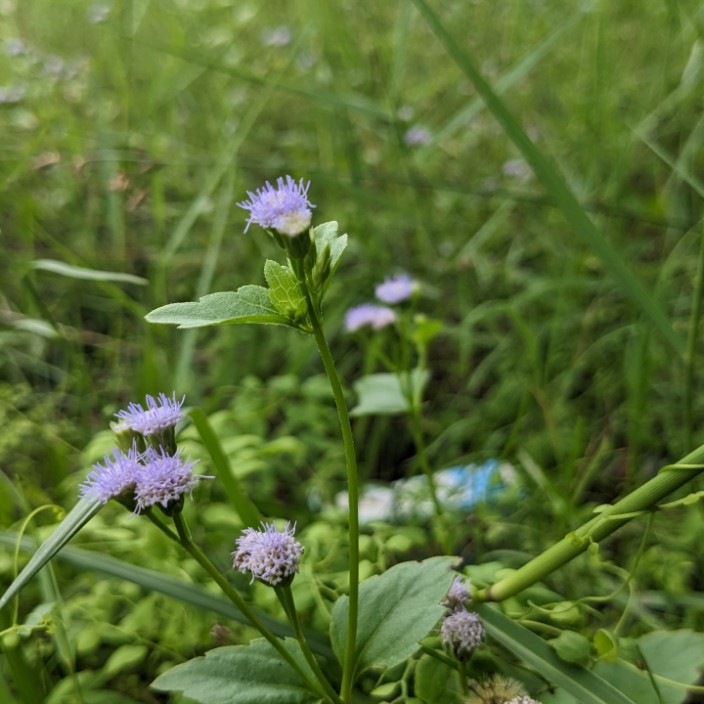 Sumo (iamsumo.eth) Ethereum Name Service (ENS and .eth domain) PFP