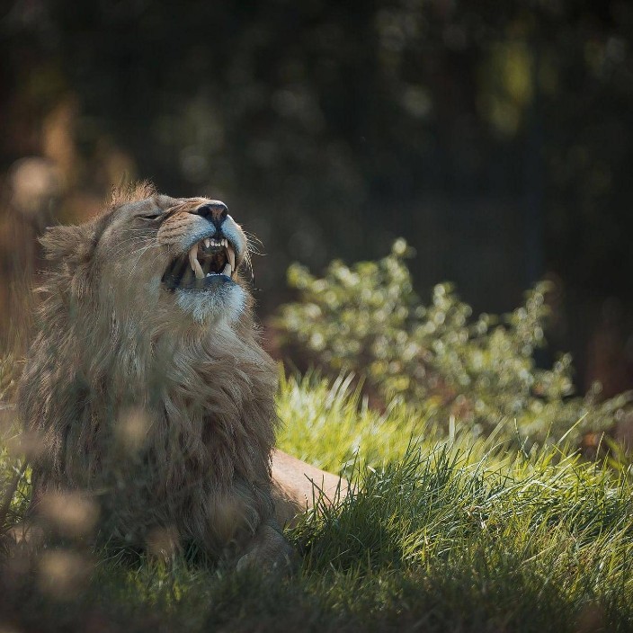 imaplaneteer.eth Ethereum Name Service (ENS and .eth domain) PFP