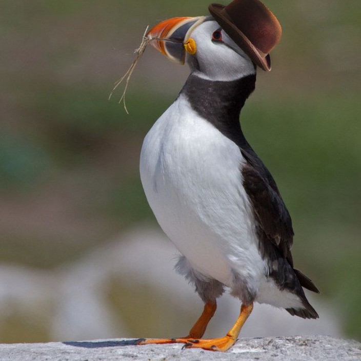 ironicpuffin.eth Ethereum Name Service (ENS and .eth domain) PFP