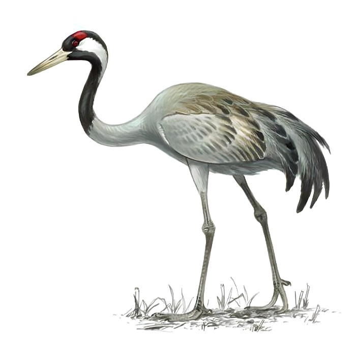 jack-bird.eth Ethereum Name Service (ENS and .eth domain) PFP