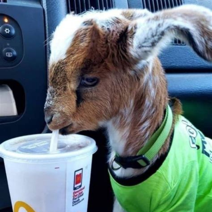 jaredfromsub.eth Ethereum Name Service (ENS and .eth domain) PFP