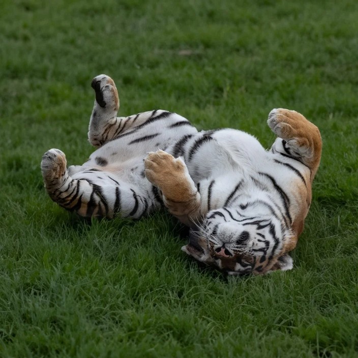 jdwaa.eth Ethereum Name Service (ENS and .eth domain) PFP