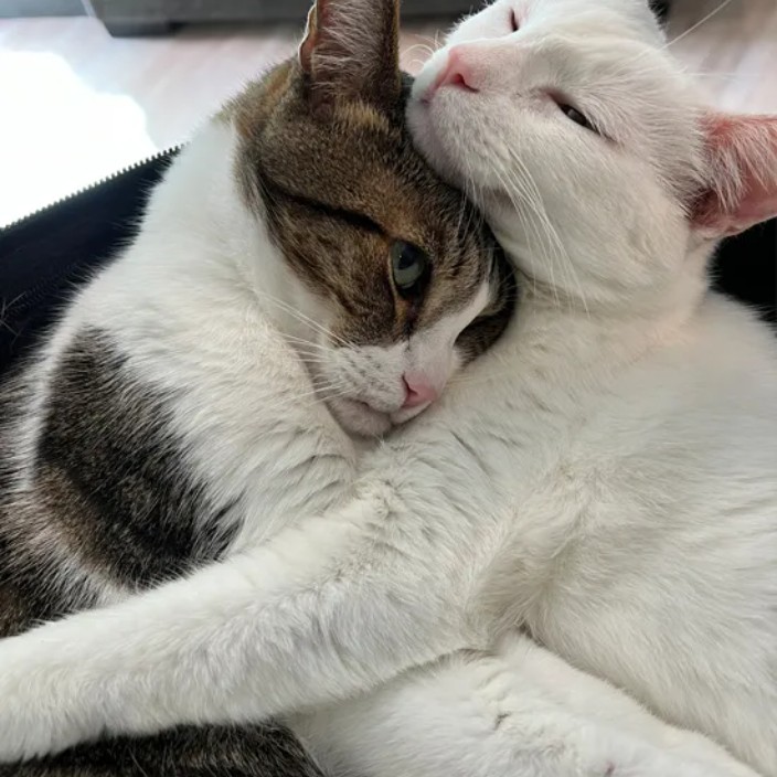 jesterro.eth Ethereum Name Service (ENS and .eth domain) PFP