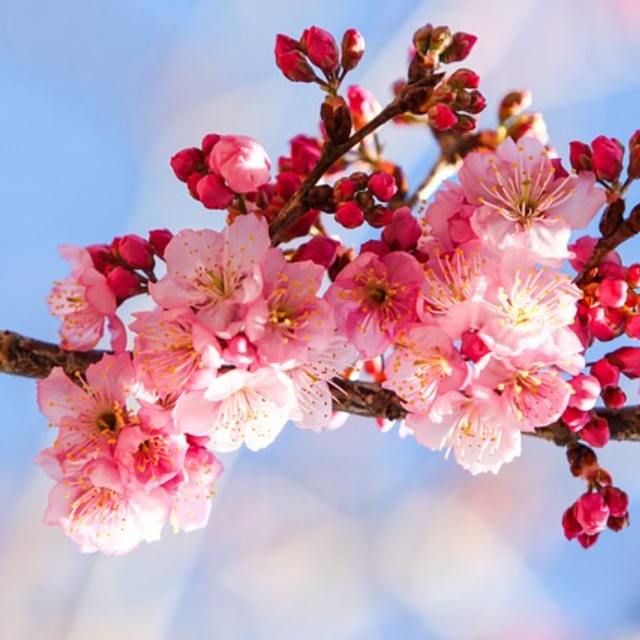 jingnianyaoshangan.eth Ethereum Name Service (ENS and .eth domain) PFP