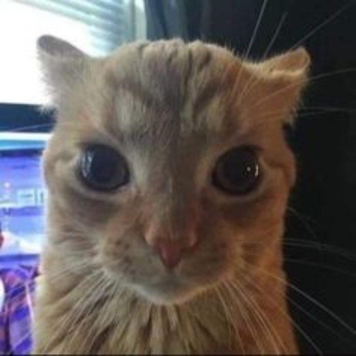 johchalse.eth Ethereum Name Service (ENS and .eth domain) PFP