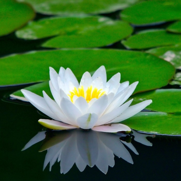 jolibébé.eth Ethereum Name Service (ENS and .eth domain) PFP