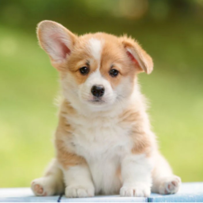 jujubeen.eth Ethereum Name Service (ENS and .eth domain) PFP