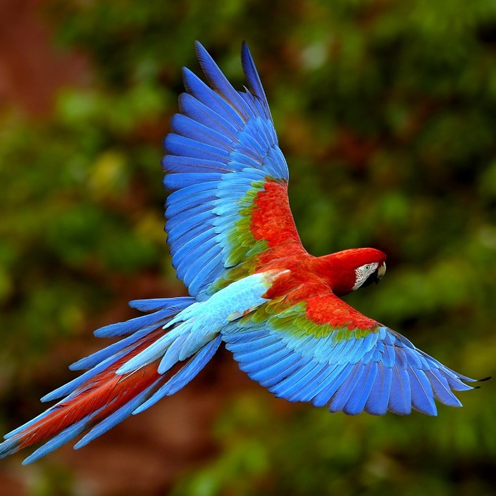 jumbongi.eth Ethereum Name Service (ENS and .eth domain) PFP