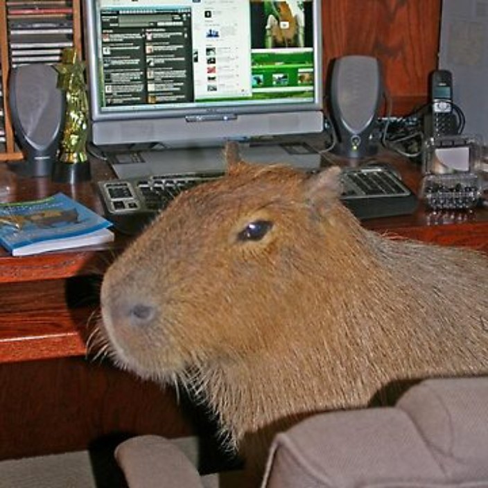 kapy🐹.eth Ethereum Name Service (ENS and .eth domain) PFP