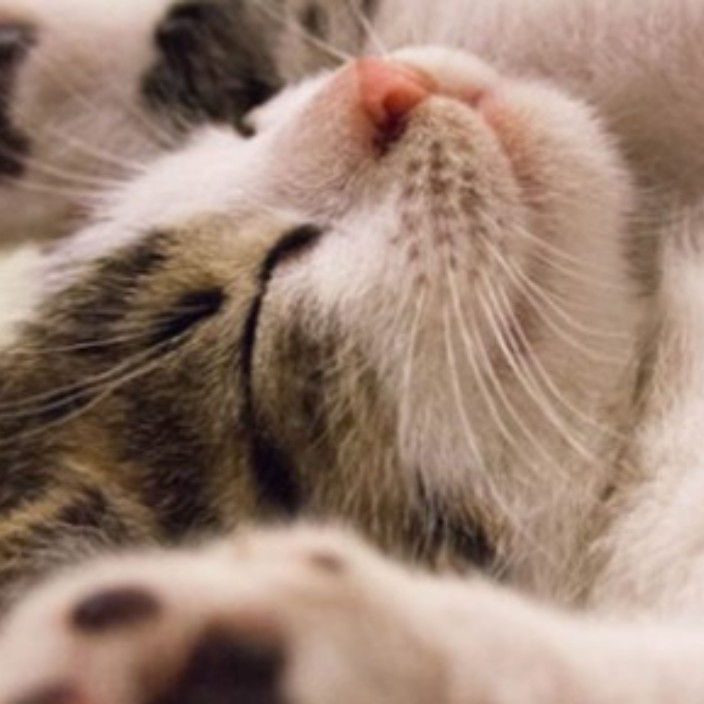 kasou-air.eth Ethereum Name Service (ENS and .eth domain) PFP