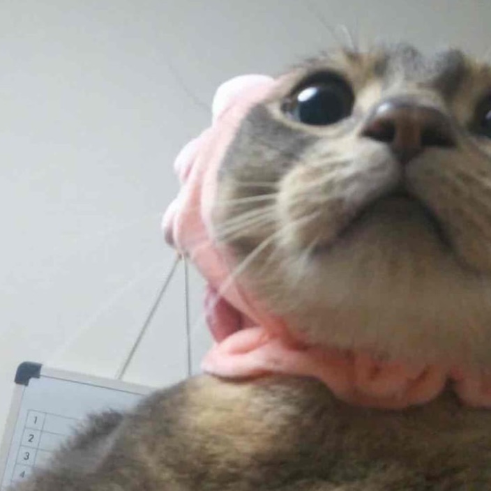 katsudoon.eth Ethereum Name Service (ENS and .eth domain) PFP