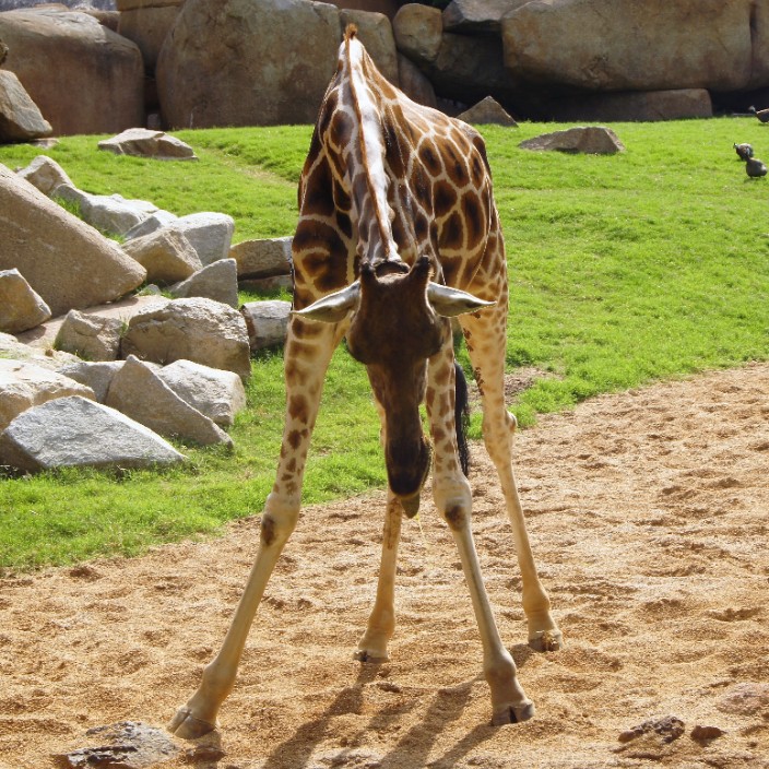 khandagle.eth Ethereum Name Service (ENS and .eth domain) PFP