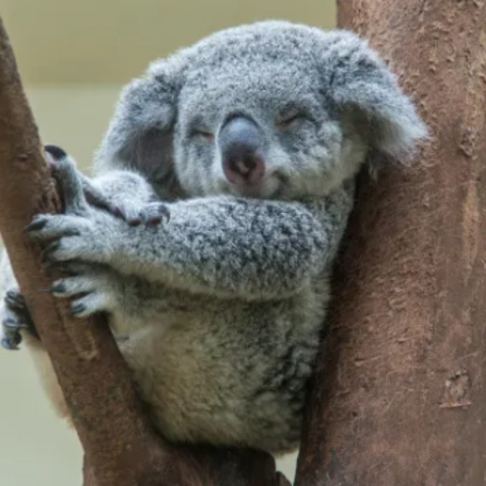 koalakickers.eth Ethereum Name Service (ENS and .eth domain) PFP